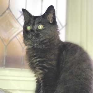 Meet your Posher, Anikin